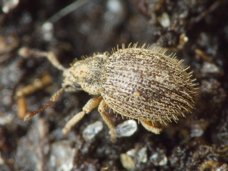 Brachysomus (Brachysomus) echinatus (Bonsdorff, 1785)